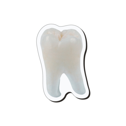 4CP TOOTH MAGNET