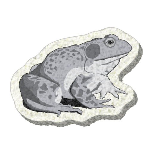 FROG (Bull Frog) SPONGE