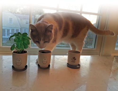 Goofy Group™ Grow Pot Eco-Planter with Basil Seeds