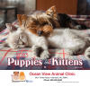 Puppies & Kittens Wall Calendar - Stapled - 2023
