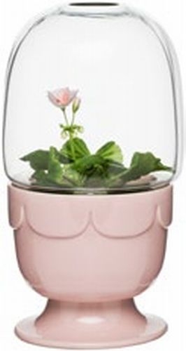 Green greenhouse on a stand with a glass dome, pelargonium pink