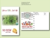 Organic Cilantro/Coriander Herb Seed Packet  - Postcard Mailer Size  4